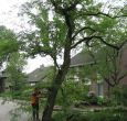 Gronsveld boom kappen